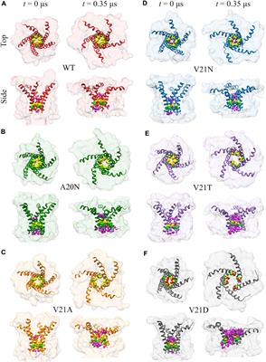 Tight hydrophobic core and flexible helices yield MscL with a high tension gating threshold and a membrane area mechanical strain buffer